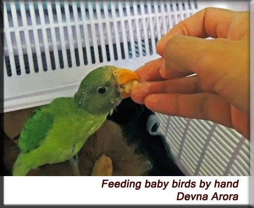 Devna Arora - Feeding baby birds by hand